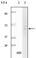WB - Fibulin 5 Antibody AO1062a